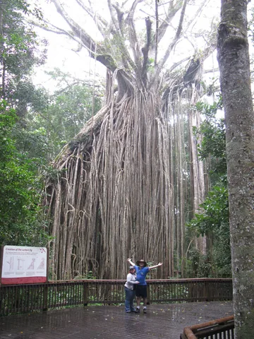 Curtain Fig, Yungaburra